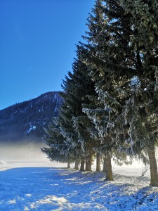 Snowy trail with pine trees covered in snow, symbolizing the beauty and rebirth of winter leading to spring.