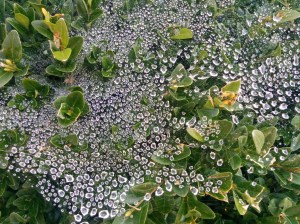Tiny drops of water caught in spiderwebs on a bush, illustrating the intricate beauty of nature's small details.