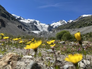 Yellow flowers in the foreground with Morteratsch Glacier in the background, symbolizing life's resilience in unlikely places.