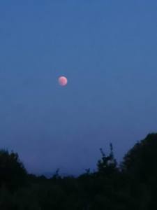 Pink moon in the night sky, symbolizing the importance of understanding and aligning with our cycles.