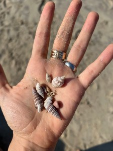 A palm holding tiny shells with spiral patterns, collected from the beach, representing the spiral of life and the connection between humans and nature.