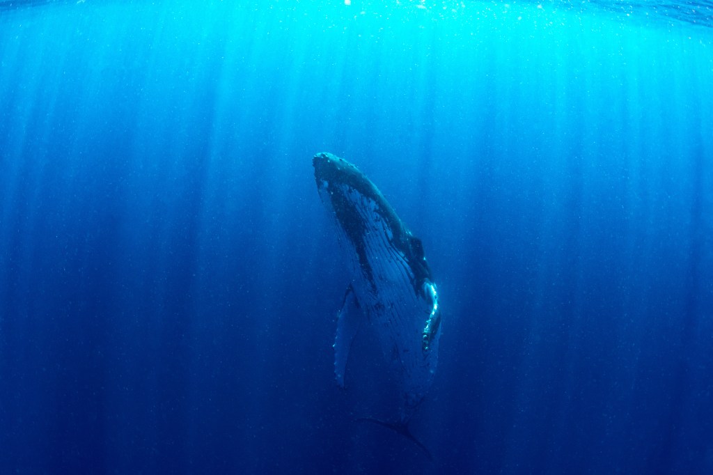 The Song of the Whale: A Journey into Sound, Science, and&nbsp;Spirit